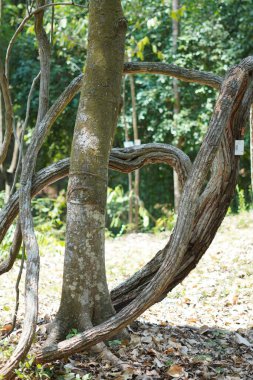 Tree roots surrounding a pine tree trunk in a forest clipart