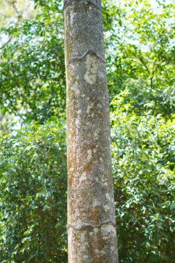 Pine tree trunk with white spots and green leaves background of trees clipart