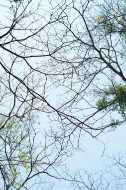 Ağaç dallarının ve parlak mavi gökyüzünün arkaplanı