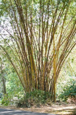 Sabah ormandaki altın bambu ağaçları