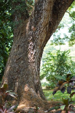 Ormanda büyük bir ağaç gövdesi ve sabah güneşine maruz kalmış.