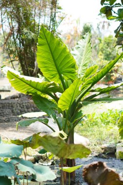 Su muz bitkileri gölete ekilir ve güneş ışığına maruz kalır.