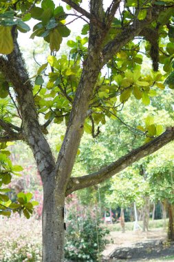 Ormanda gün ortası güneş ışığına maruz kalan yapraklarla dolu ağaç gövdesi.