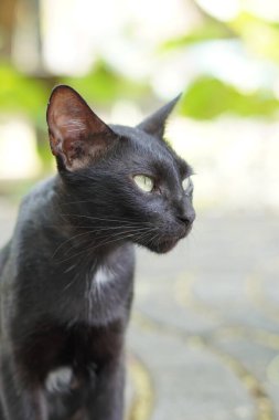 Bir siyah kedi bahçede sessizce oturuyor.