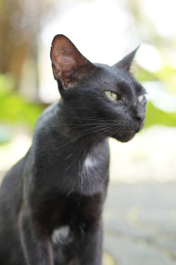 Bir siyah kedi bahçede sessizce oturuyor.