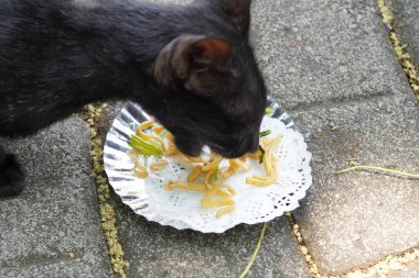 A black cat eating noodles during the day clipart