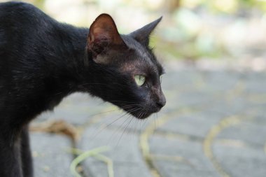 Bir siyah kedi bahçede sessizce oturuyor.