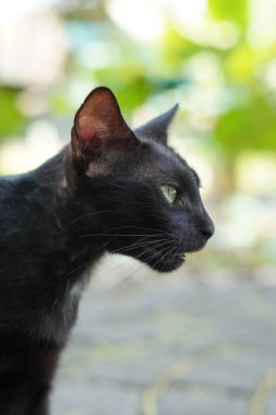 Bir siyah kedi bahçede sessizce oturuyor.