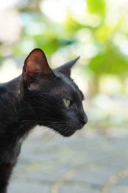 Bir siyah kedi bahçede sessizce oturuyor.