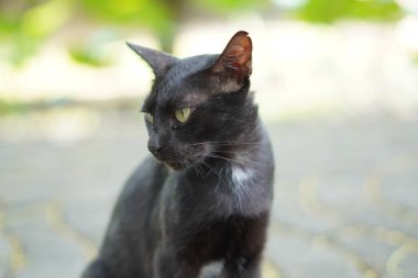 Bir siyah kedi bahçede sessizce oturuyor.