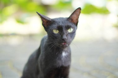 Bir siyah kedi bahçede sessizce oturuyor.