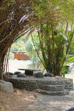 Sarı bambu ağacı ve gün boyu bahçesinde kaya süslemesi.