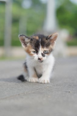 A small wild kitten is sitting quietly in the morning with a blurred background clipart