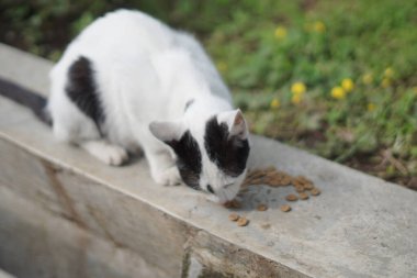 Sabahları kuru bir hendeğin kenarında kedi maması yiyen beyaz bir sokak kedisi.