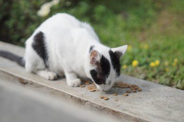 Sabahları kuru bir hendeğin kenarında kedi maması yiyen beyaz bir sokak kedisi.