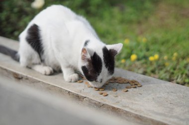 Sabahları kuru bir hendeğin kenarında kedi maması yiyen beyaz bir sokak kedisi.