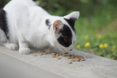 Sabahları kuru bir hendeğin kenarında kedi maması yiyen beyaz bir sokak kedisi.