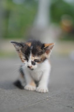 Küçük vahşi bir kedi yavrusu sabah bulanık bir arka planla sessizce oturuyor.