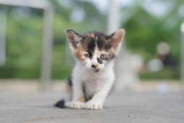 A small wild kitten is sitting quietly in the morning with a blurred background clipart