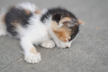 A small black and white cream cat sleeping in a public place in the morning with a blurred background clipart