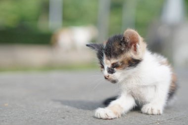 Umumi bir yerde sabah bulanık bir geçmişi olan küçük siyah beyaz bir kedi.