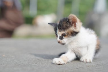 Umumi bir yerde sabah bulanık bir geçmişi olan küçük siyah beyaz bir kedi.