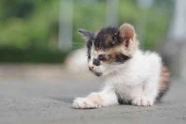 Umumi bir yerde sabah bulanık bir geçmişi olan küçük siyah beyaz bir kedi.