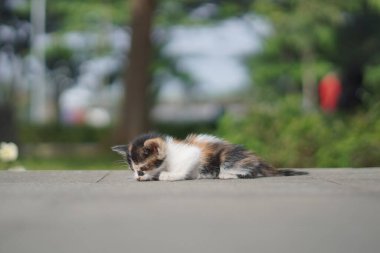 Sabahları bahçede uyuyan küçük bir kedi. Geçmişi bulanık.