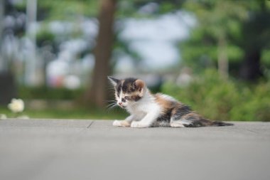 Bulanık bir arka planı olan, sabah parkta dinlenen küçük bir kedi.