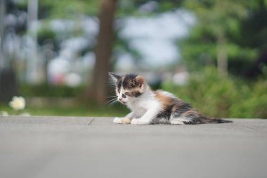 Bulanık bir arka planı olan, sabah parkta dinlenen küçük bir kedi.