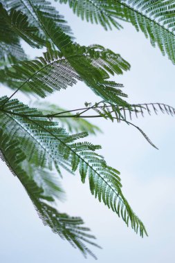 Akasya ağacı yaprakları parlak mavi bir gökyüzü arkaplanına sahiptir.