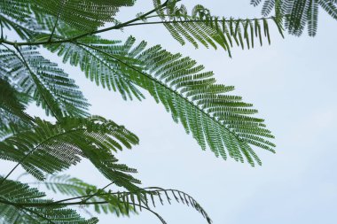 Akasya ağacı yaprakları parlak mavi bir gökyüzü arkaplanına sahiptir.