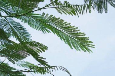 Akasya ağacı yaprakları parlak mavi bir gökyüzü arkaplanına sahiptir.