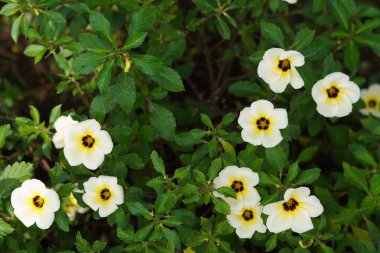 Sabah açan beyaz yapraklı Damiana çiçekleri.