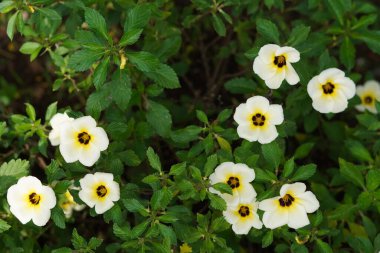 Sabah açan beyaz yapraklı Damiana çiçekleri.