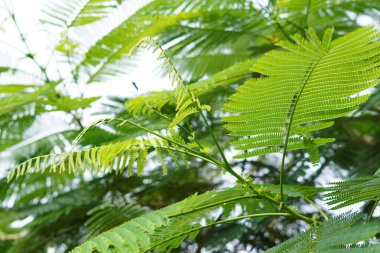 Yeşil akasya ağacı yaprakları sabah güneşine maruz kalır.