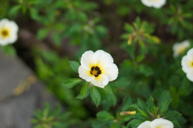 Sabah açan beyaz yapraklı Damiana çiçekleri.