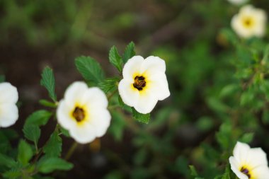 Damiana flowers with white petals that bloom in the morning clipart