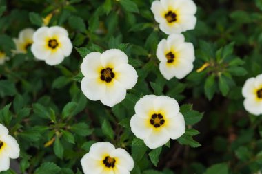 Sabah açan beyaz yapraklı Damiana çiçekleri.