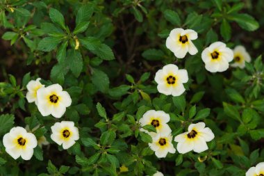 Sabah açan beyaz yapraklı Damiana çiçekleri.