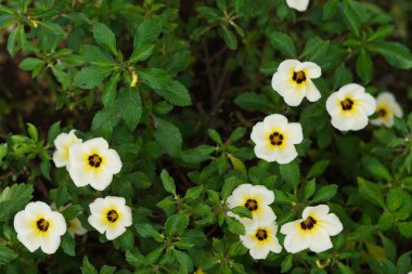 Sabah açan beyaz yapraklı Damiana çiçekleri.