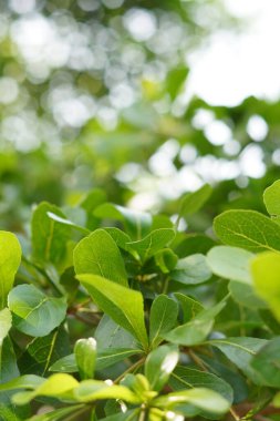 Sabah güneşine maruz kalan yeşil yapraklar