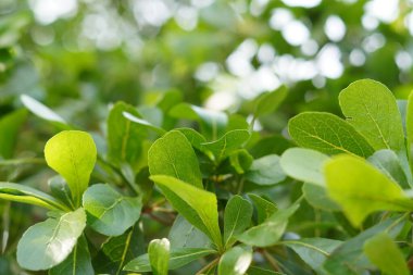 Sabah güneşine maruz kalan yeşil yapraklar