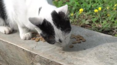 Sabahları kuru bir çukurun yanında kedi maması yiyen siyah beyaz bir sokak kedisi.