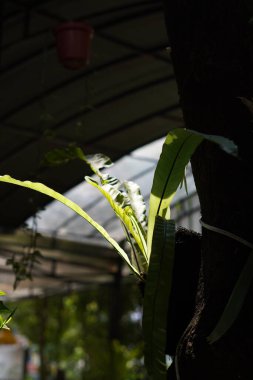 Ağaç gövdelerinden sarkan uzun yapraklı bitkiler.