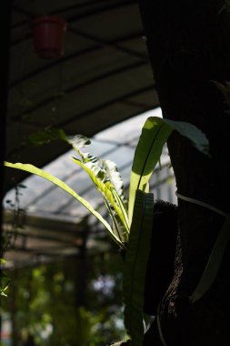 Plants with long leaves hanging from tree trunks clipart