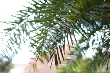 Gökyüzü zeminli Afrocarpus Falcatus ağacının yeşil yaprakları