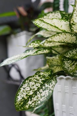 The leaves of the aglonema snow plant are broad-leafed with some white parts. clipart