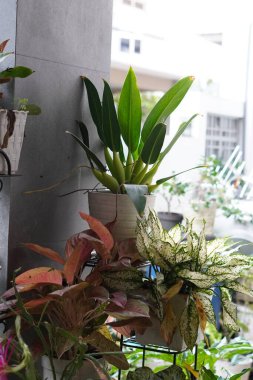 Uzun yeşil yapraklı bitkiler beyaz çömleklere dikilmiş.