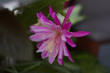 Epiphyllum laui adlı bir kaktüsün çiçekleri mor pembe renklidir ve öğleden sonra çiçek açar.